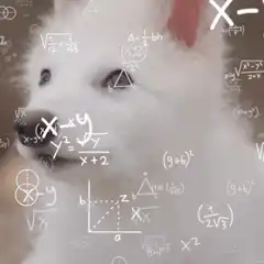 Confused white puppy with math equations