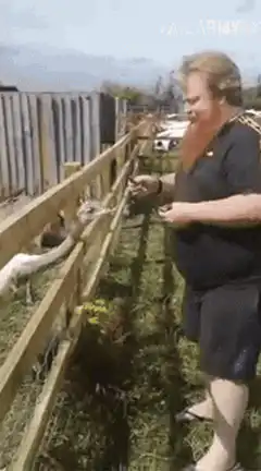 Man gets headbutted by goat