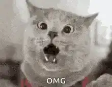 OMG shocked cat