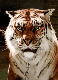 Tiger growling with chain
