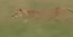 Lioness running across grass