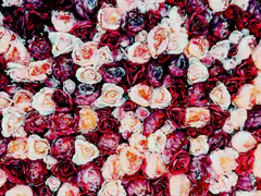 Colorful roses background