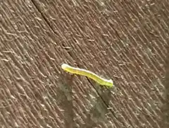 green caterpillar crawling on wood