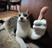 cat giving thumbs up