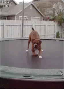 Boxer dog doing yoga stretches on trampoline