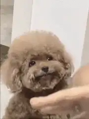 Fluffy brown poodle dog smiling