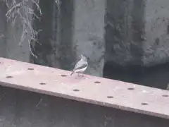 Small bird on a rusty beam