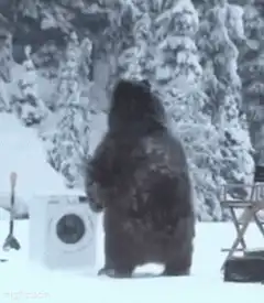 Bear doing laundry in snow