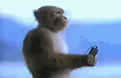 Monkey listening to a Walkman