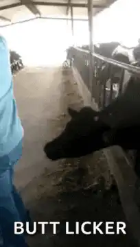 Cow licking person's butt