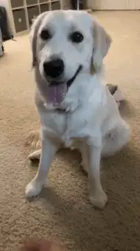 Golden retriever dog shaking hands