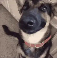 Dog with big nose smiles