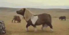 Shaggy pony walking in field