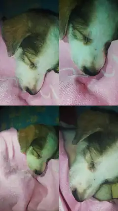 sleeping puppy on pink blanket