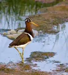 Wading bird standing on one leg in shallow water