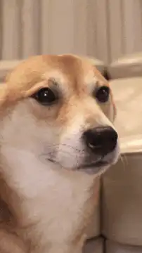 dog looking up with big eyes