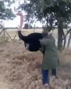 person riding an ostrich