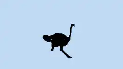 Running ostrich silhouette