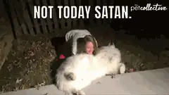 Not Today Satan dog