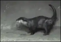 Otter spitting water
