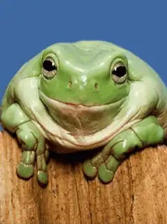 Smiling green frog on wood