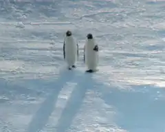 Two emperor penguins walking on snow