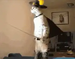Cat dressed as Zorro with guitar cat