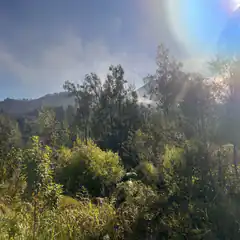 sunlit forest with mountain in background