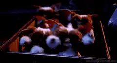 Gizmo and gremlins in a box