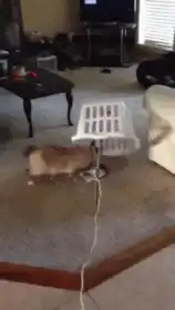 Cat gets dragged by laundry basket