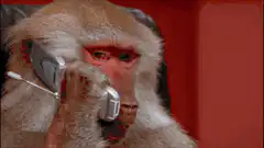 Monkey on two cell phones