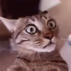 Shocked cat with wide eyes