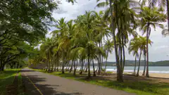 palm trees swaying in the wind by the beach