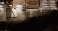 Man looking at meal buckets