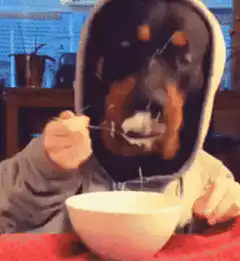 Rottweiler dog eating cereal in hoodie
