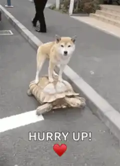 Dog standing on turtle