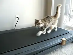 cat walking on treadmill