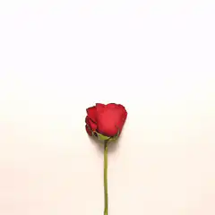 Red rose petals forming a heart