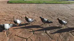 pigeons walking on pavement