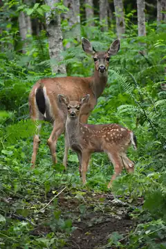 Deer and fawn in forest