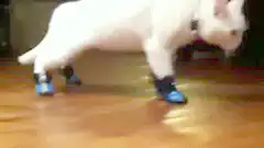 white cat wearing blue booties