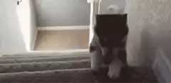 cat falls down stairs