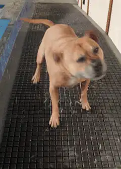 Happy dog shaking off water