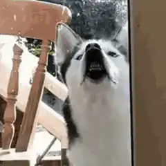 Husky howling at the window