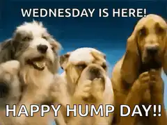 Three dogs celebrating hump day
