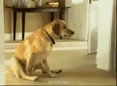 Dog scratching ear while sitting