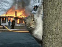Squirrel peeking from tree at burning house