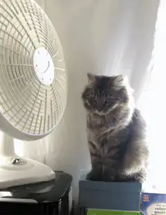 cat sitting in front of fan