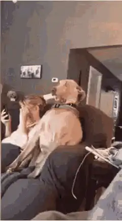 Dog with thermometer in mouth