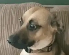 Dog with wide eyes blinking